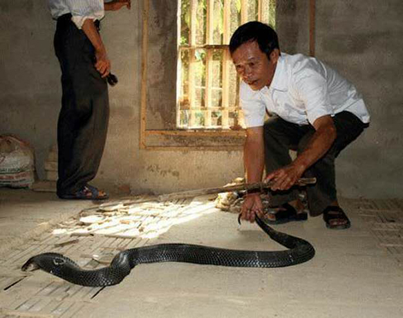 養(yǎng)蛇哪些人更容易成功？